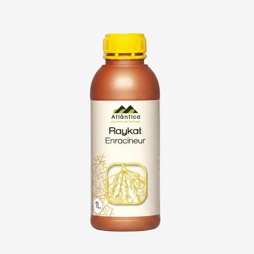 Raykat Enracineur