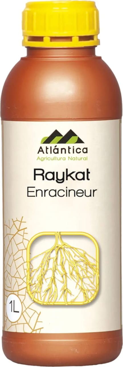 Raykat Enracineur