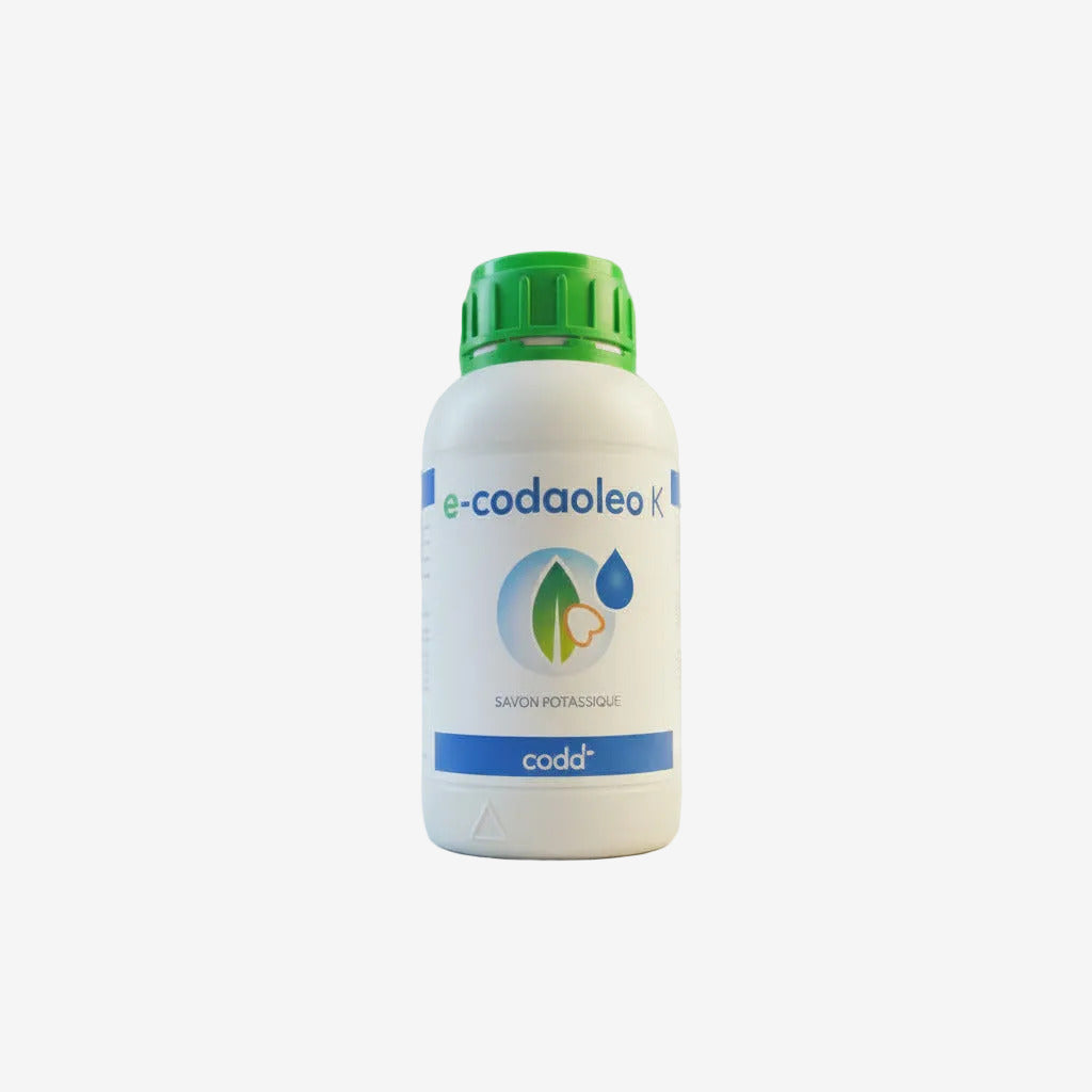 E-codaoleo K